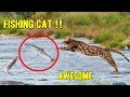 Gatos PESCANDO Su PRESA - Los Mejores Cazadores del Mundo | Cats Catching Fish 2019