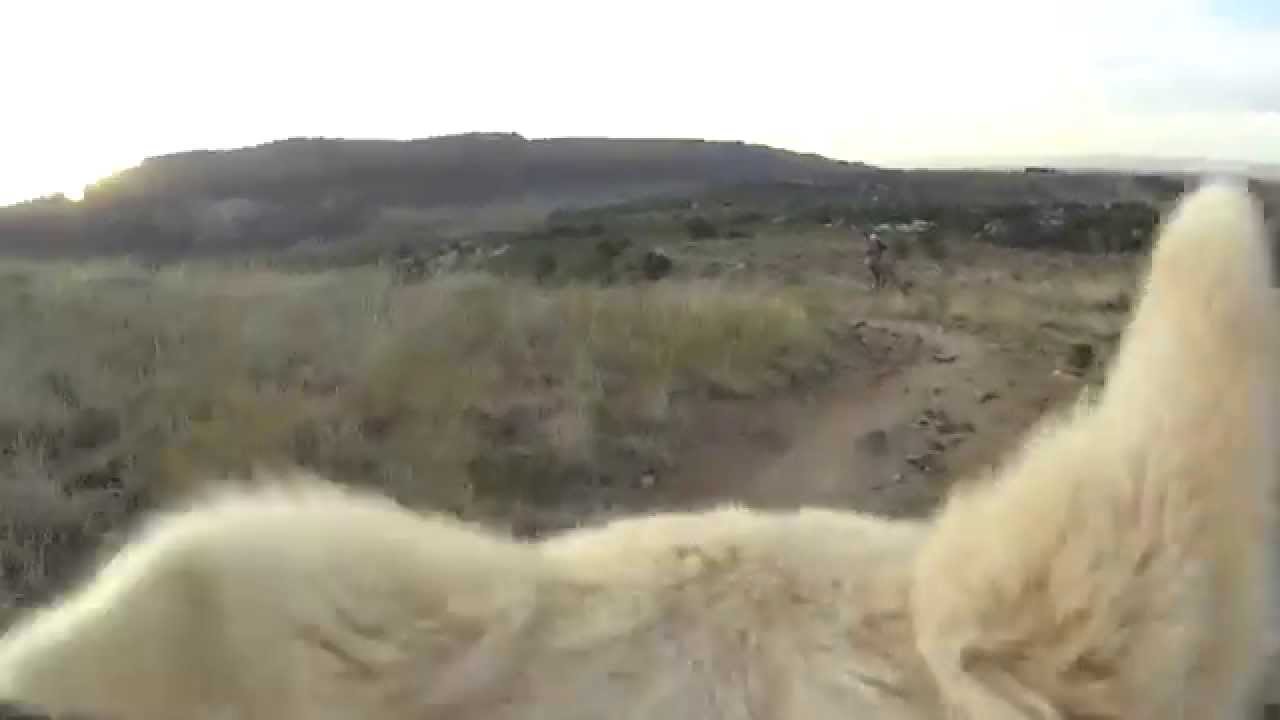 Dog Mount Test YouTube