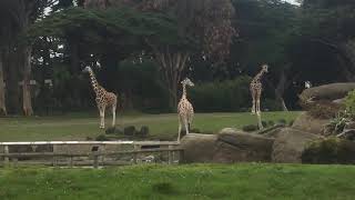 Giraffe Kicks Man In The Face