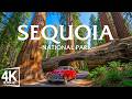 Sequoia National Park 4K – Giant Sequoia Trees, Sierra Nevada Peaks and Ancient Forest Landscapes