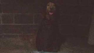Snape Dog?