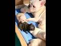 Bulldog mom worrying about her newborn puppies #puppy #pistenbully #newbornpets #minipuppy #cute #fy