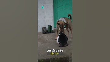 Nhặt được bé cún tài năng - ĐỘC LẠ VIỆT NAM