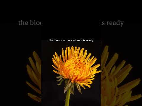 the bloom arrives when it is ready
