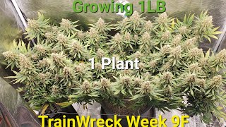 TrainWreck Week 9F Thank you for the share&shout out @tylowg @UNCLE-DUNCLE
