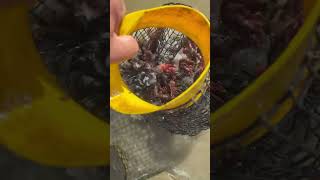 Little bit of Crawfish 🦞 #farming #youtubeshorts #louisiana #fyp