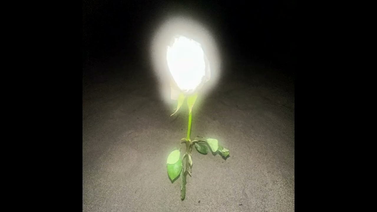 Bay of Birth — a DJ set by NAHREINI [ELECTRONONSENSE Vol. 2]