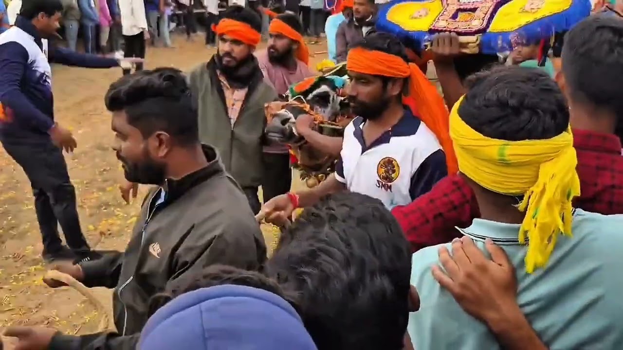 Gopasandram Jallikattu Festival 2026# Big Bull Festival In Gopasandram Jallikattu 2026 Part_1