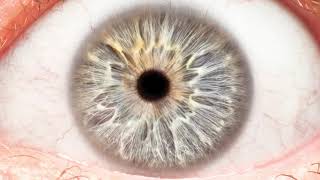 Iris Chart On This Beautiful Left Iris
