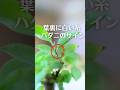 葉裏に白い糸!?ガジュマルにハダニが付きやすい問題