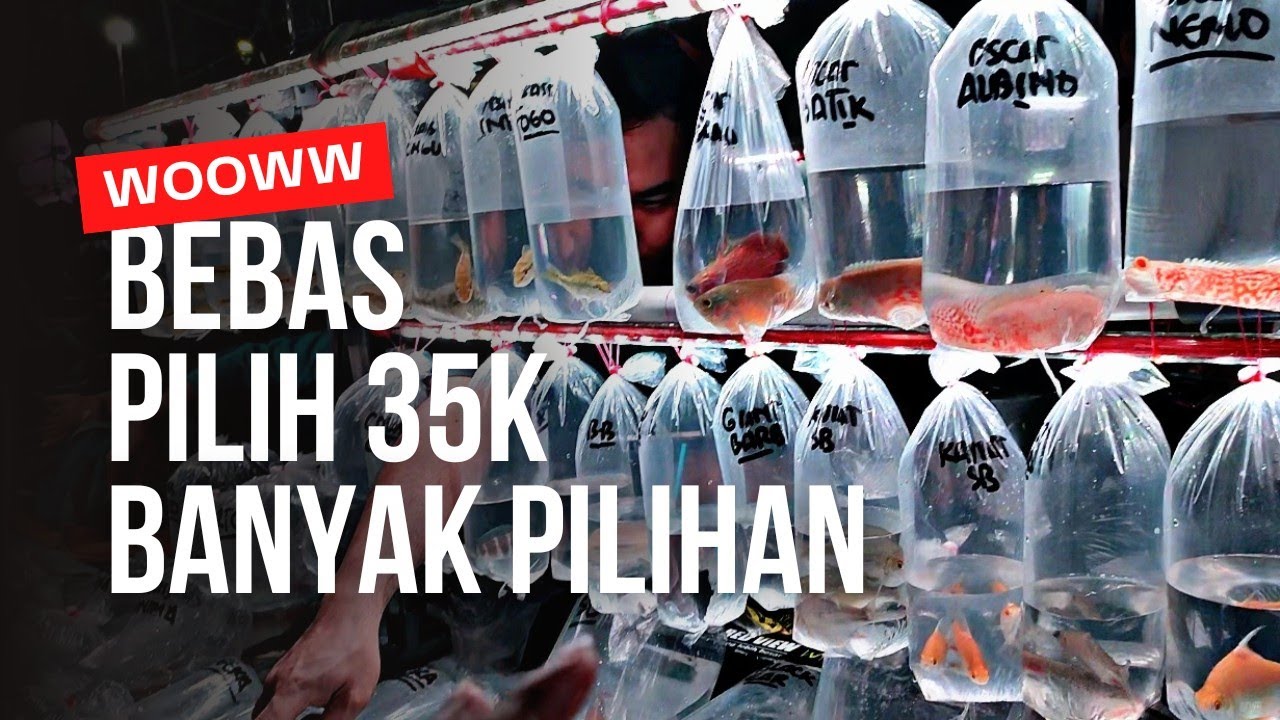 35K PERKANTONG 100K 3 KANTONG || UPDATE HARGA IKAN PREDATOR TANKMATE DI JATINEGARA