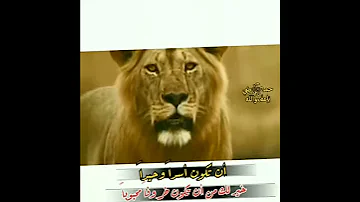 هيبه الاسد حالات واتساب روعه عن الأسد ستوريات أنستا ستوري تسجيل دخول فخم قصف جبهات 