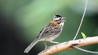 Rufous-collared phenomenal Sparrow singing tasty and soft in nature for lovers of the species !!! screenshot 4