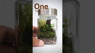 Mini terrarium completes one year