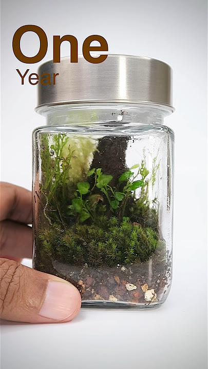 terrarium #moss #mossterrarium #nature #ecosystem #indoor #garden #forest  #theurbannemophilist #reels