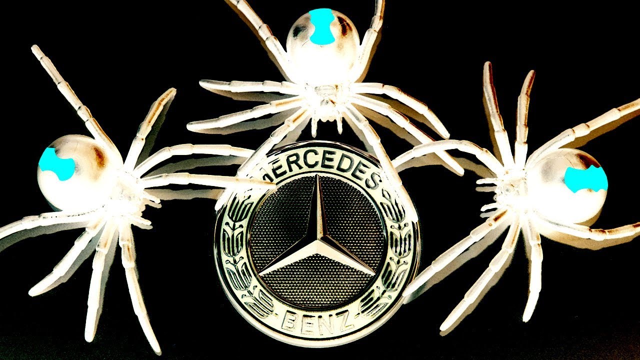 Spider Mind Games Mercedes Benz Spider Infestation Pt2 Bindi Update EDUCATIONAL VIDEO
