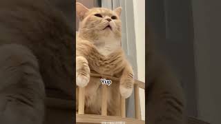 what am I ?#CatFunny#FunnyCats#CatReels#CatLovers#CuteCats#CatLife#CatMemes#FunnyAnimals#KittyFun