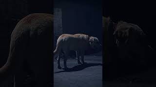 #punjabimusic #newsong #music #musicentertainment #labrador #love #pets #musicbusiness #cute #cute