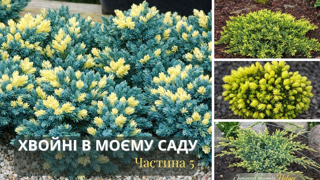 🌲ХВОЙНІ В МОЄМУ САДУ | Частина 5 | Вхідна зона • Рокарій  01/02/2026