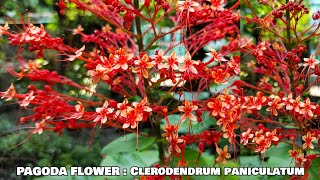 Growing Pagoda Flower In My Home Garden Clerodendrum Paniculatum Bloom 1 Year Progress