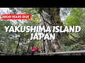 We visited japans best kept secret yakushima island