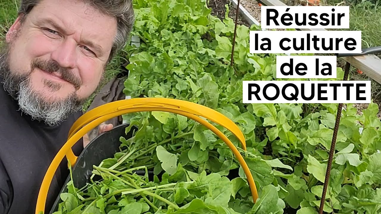 Comment réussir la culture de la ROQUETTE 🥬(semis, éclaircissage, récolte...)『TUTO』
