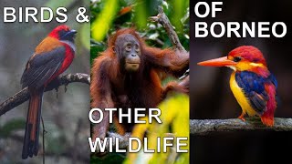 Birds and other wildlife of Borneo, Sabah, Malaysia | Birdwatching | Endemics