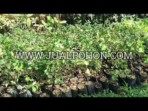 Bibit Apel Futsa India: Solusi Terbaik untuk Kebun Anda