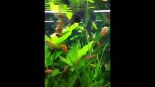 Novofect An Der Aquarienscheibe