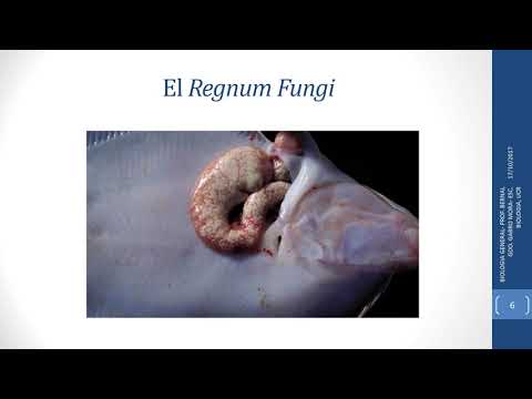 REGNUM FUNGI