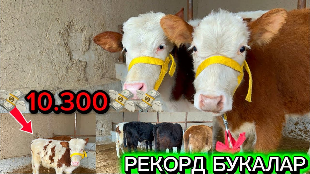 😳100🤝Тозасини кидирган АКАЛАР сиз учун арзонидан  топиб койдик  2026.03.01