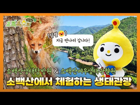 소백산에서 배우는 생태관광🦊 소백산생태탐방원&amp;<strong>amp</strong>;소백산여우생태관찰원ㅣ초록속으로 <strong>EP</strong>.03