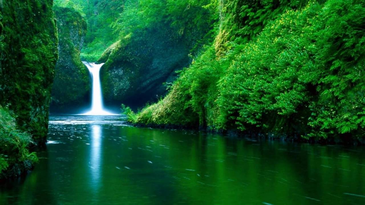 View — Tropical forest