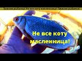 Зимняя рыбалка! Не все коту масленница!