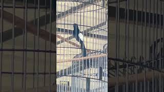 Murai Batu Sinar Jaya Buka Paruh Tidak Tahan Suhu Panas Sukoharjo