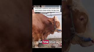 Prabowo Sacrificed More Than 1000 Cows Using 100 M Apbn Funds prabowo prabowokurban president