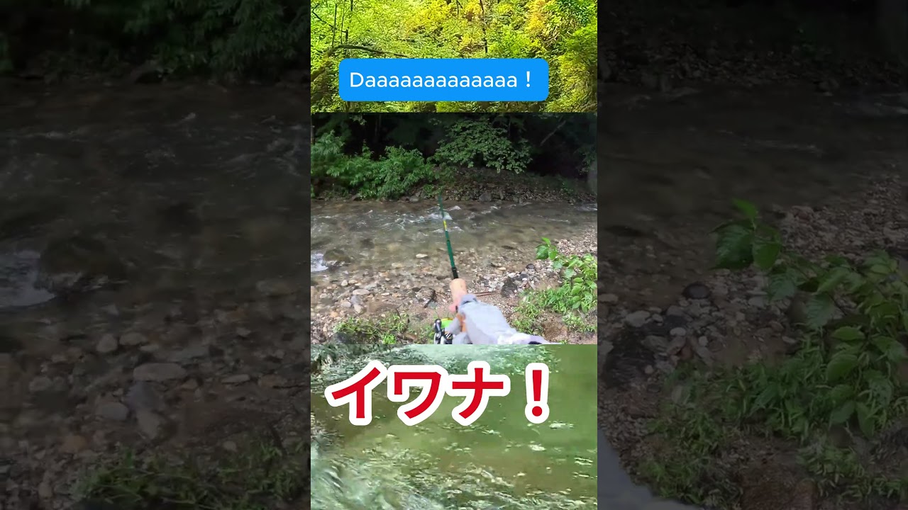 【渓流釣り】Daaaaaaaa！。#釣り