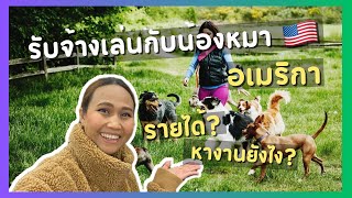 รับจ้่างเล่นกับหมาในอเมริกา งานสบาย รายได้ดี ?dogsitter อาชีพในอเมริกา คนรักหมา ชีวิตในต่างแดน