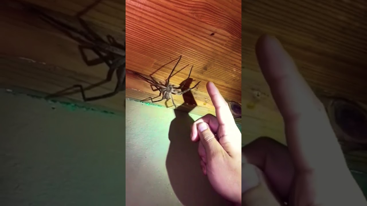 Гигантский дождевой паук High-5 