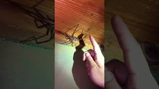 Giant Rain Spider High-5