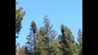 Large human shape creatures hugging tree like a bear photographed by campers (CGI Reenactment)