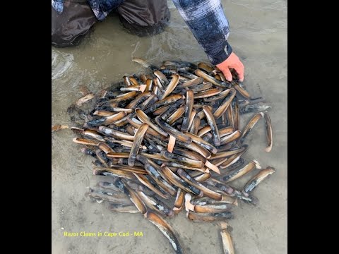 Late April Razor Clam - Cape Cod - YouTube