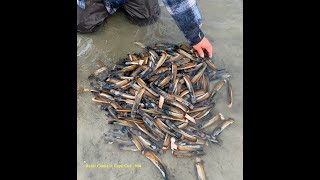 Late April Razor Clam - Cape Cod
