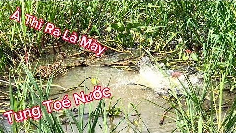 Chuyến CÂU CÁ TRA và CÁ RÔ ĐỒNG ở Vĩnh Hưng chợ Tà Nu vs Sông Trăng gặp Hàng Khủng @Caucalongan62