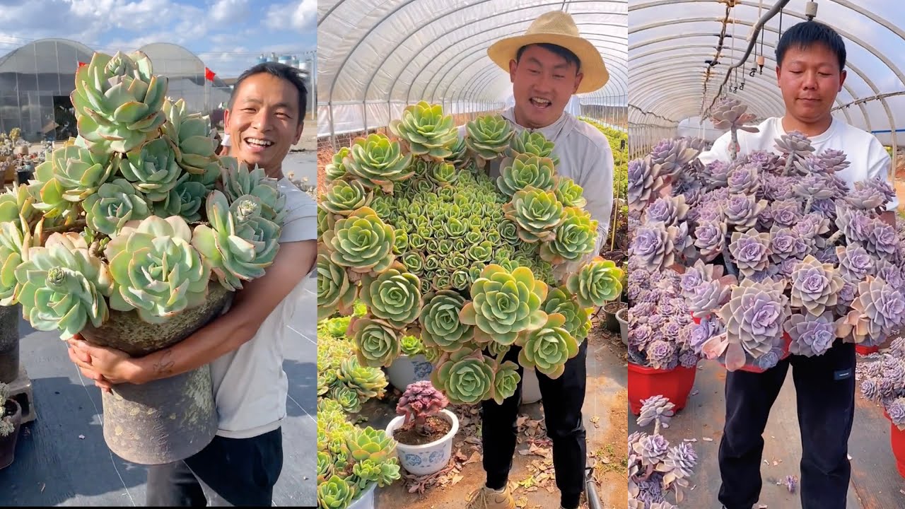 Невероятные суккуленты: ОГРОМНЫЕ размеры и потрясающая трансформация цвета