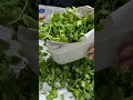 tutorial for storage of coriander leaves #viral #mydishontable #storage