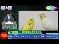 【チワワとインコNEWS#2】席生ペコさんと阿亀しろさんW不倫発覚!!CM、お天気あり。(ネタ・パロディー)