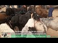 Feira de ovelhas e cabras de Cansanção 08 de fevereiro de 2021