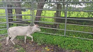 Cattle/ 3 Mini Zebu Bulls for sale 9-19-25 (#589) 
