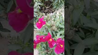 حنك السبع (Antirrhinum majus )